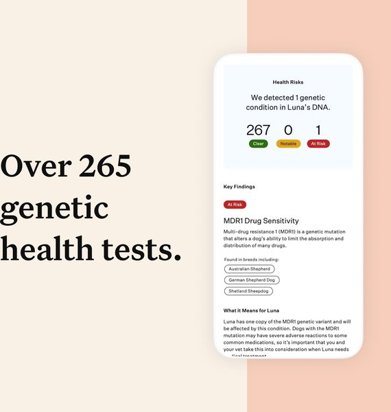 Show full view: Wisdom Panel Premium Breed Identification & Health Condition Identification DNA Test for Dogs slide 4 of 9