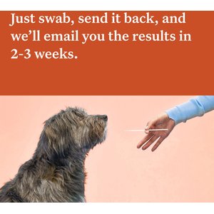 Wisdom Panel Premium Breed Identification & Health Condition Identification DNA Test for Dogs