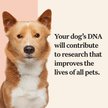Show in main carousel: Wisdom Panel Premium Breed Identification & Health Condition Identification DNA Test for Dogs slide 7 of 9