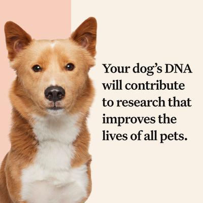 Show full view: Wisdom Panel Premium Breed Identification & Health Condition Identification DNA Test for Dogs slide 8 of 10