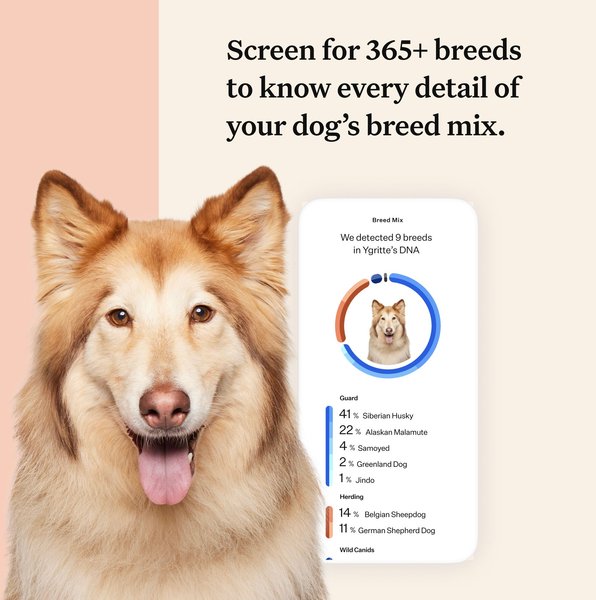 Show full view: Wisdom Panel Premium Breed Identification & Health Condition Identification DNA Test for Dogs slide 3 of 9