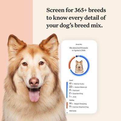 Show full view: Wisdom Panel Premium Breed Identification & Health Condition Identification DNA Test for Dogs slide 4 of 10