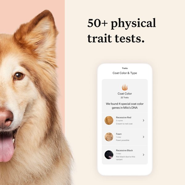 Show full view: Wisdom Panel Premium Breed Identification & Health Condition Identification DNA Test for Dogs slide 5 of 9
