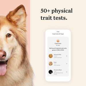Wisdom Panel Premium Breed Identification & Health Condition Identification DNA Test for Dogs