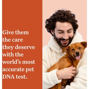 Wisdom Panel Premium Breed Identification & Health Condition Identification DNA Test for Dogs