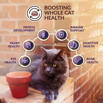 Show full view: Wishbone Ocean New Zealand King Salmon Grain-Free Dry Cat Food, 4-lb bag slide 5 of 9