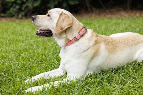 Show full view: W.Kleinberg The Lulu Embossed Crocodile Dog Collar, Baby Pink, Large slide 2 of 5