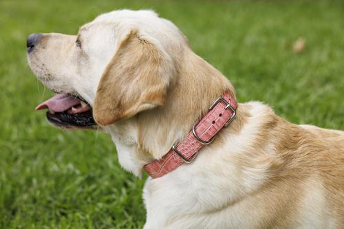 Show full view: W.Kleinberg The Lulu Embossed Crocodile Dog Collar, Baby Pink, Large slide 5 of 5