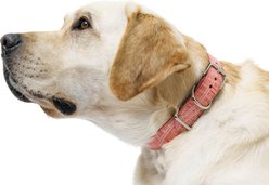 W.Kleinberg The Lulu Embossed Crocodile Dog Collar, Baby Pink, Medium