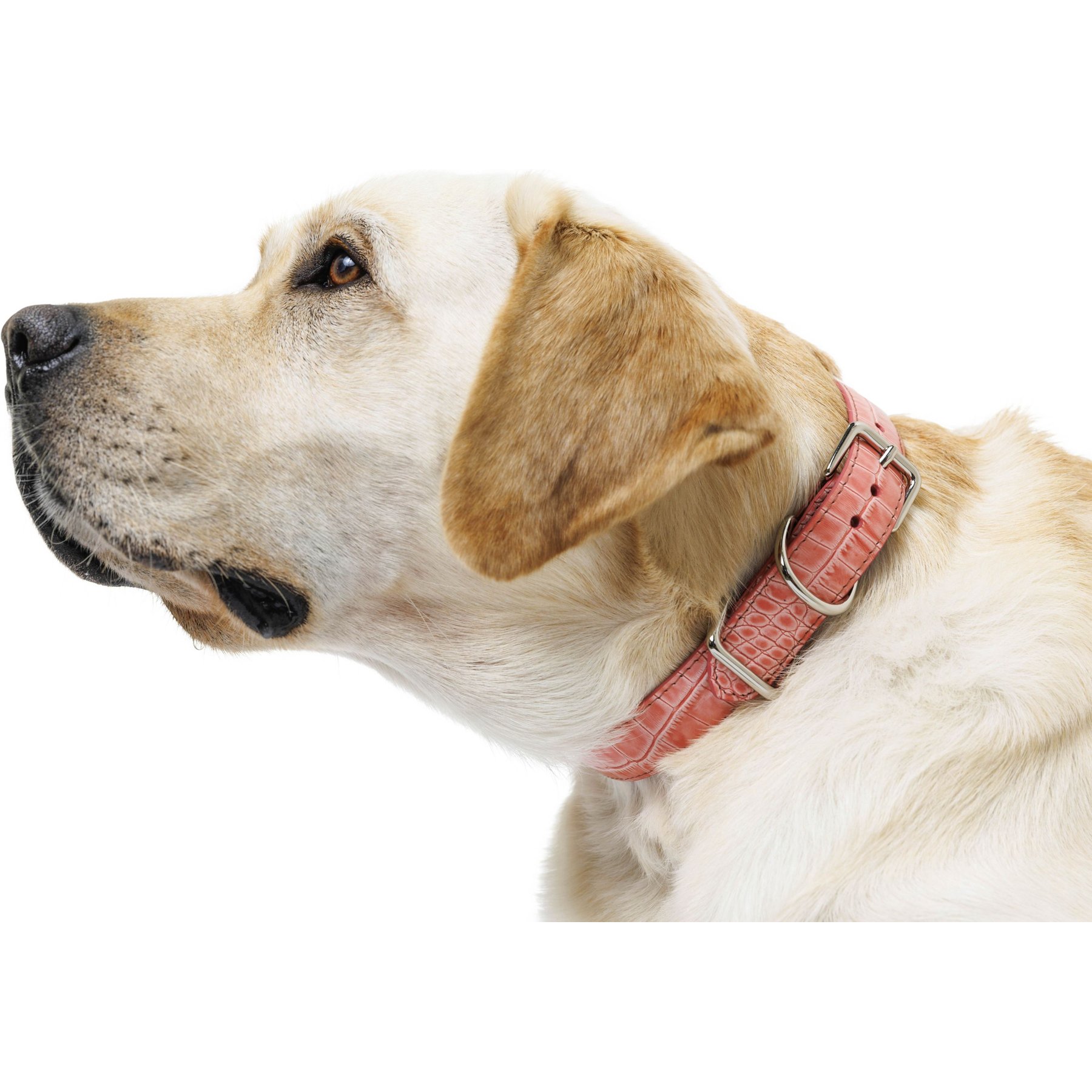 W.Kleinberg The Lulu Embossed Crocodile Dog Collar, Baby Pink, X-Small