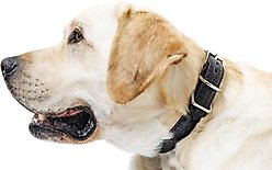 W.Kleinberg The Lulu Embossed Crocodile Dog Collar, Black, Medium