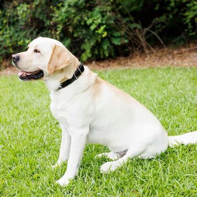 Show full view: W.Kleinberg The Lulu Embossed Crocodile Dog Collar, Black, Medium slide 2 of 6