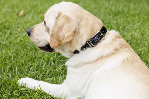 Show full view: W.Kleinberg The Lulu Embossed Crocodile Dog Collar, Black, Medium slide 6 of 6