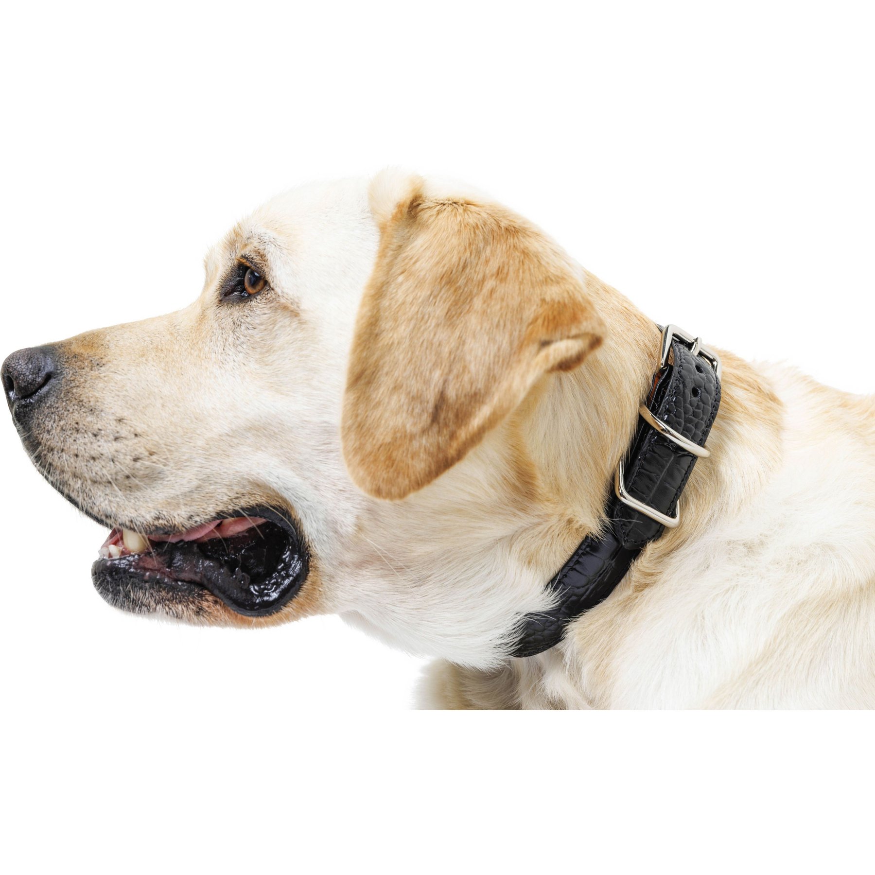 W.Kleinberg The Lulu Embossed Crocodile Dog Collar, Black, X-Large