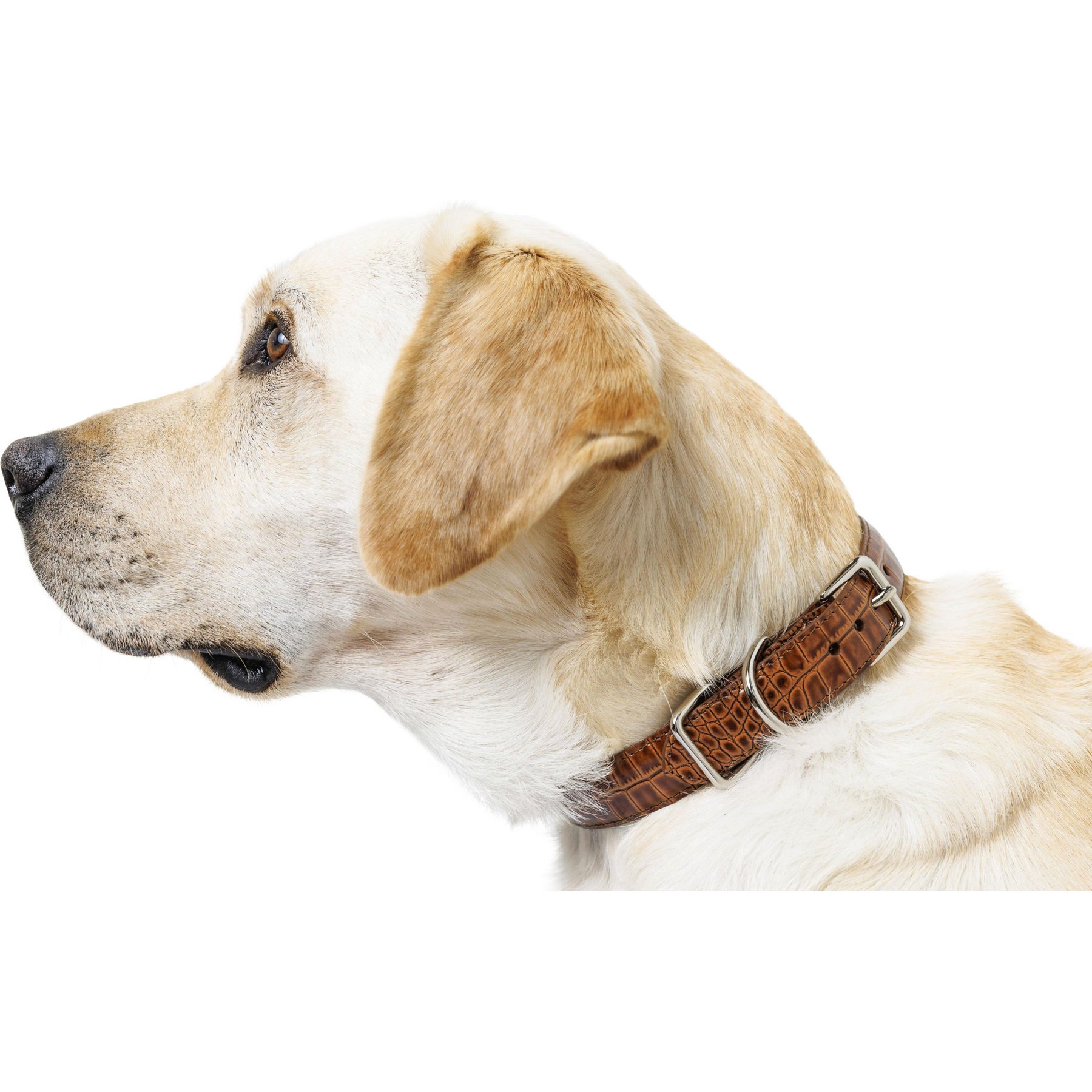 W.Kleinberg The Lulu Embossed Crocodile Dog Collar, Brandy, Large
