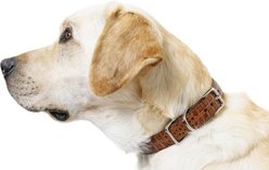 W.Kleinberg The Lulu Embossed Crocodile Dog Collar, Brandy, X-Large