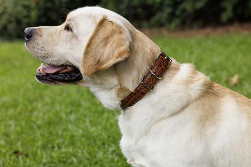 Show full view: W.Kleinberg The Lulu Embossed Crocodile Dog Collar, Brandy, X-Large slide 6 of 6