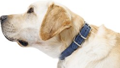 W.Kleinberg The Lulu Embossed Crocodile Dog Collar, Iris, Large