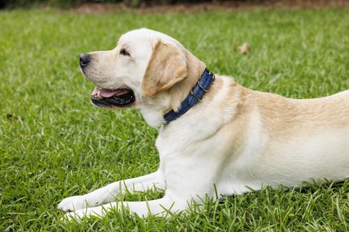 Show full view: W.Kleinberg The Lulu Embossed Crocodile Dog Collar, Iris, Large slide 2 of 6