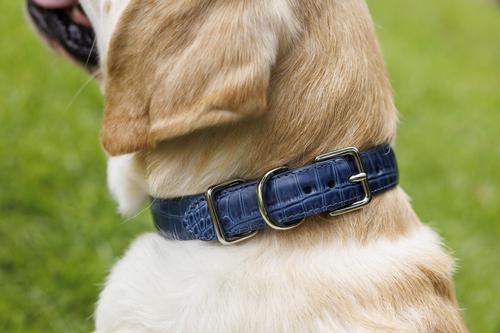 Show full view: W.Kleinberg The Lulu Embossed Crocodile Dog Collar, Iris, Large slide 5 of 6