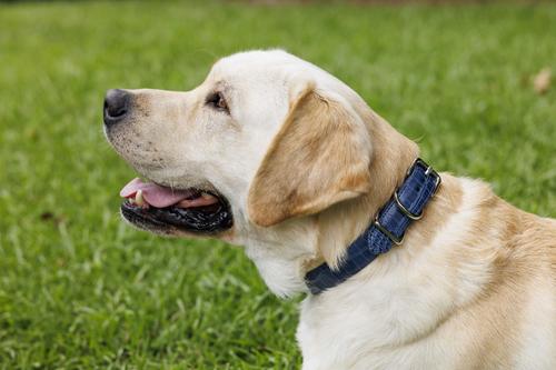 Show full view: W.Kleinberg The Lulu Embossed Crocodile Dog Collar, Iris, Large slide 6 of 6