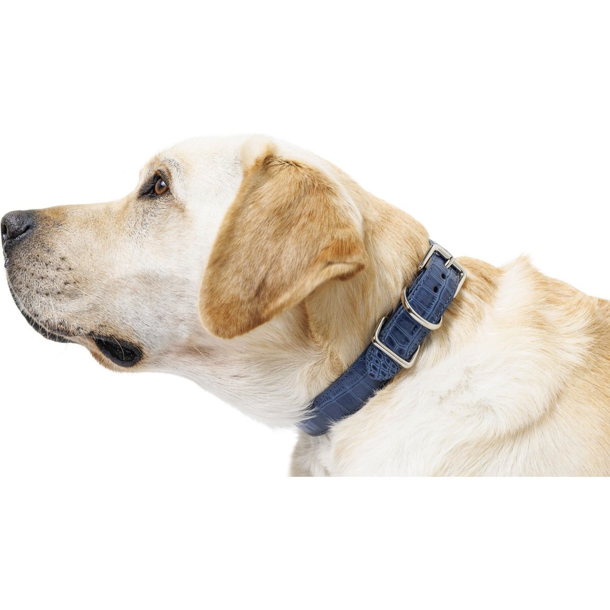 W.Kleinberg The Lulu Embossed Crocodile Dog Collar, Iris, X-Small