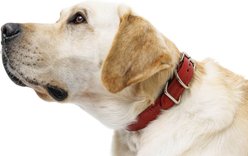 W.Kleinberg The Lulu Embossed Crocodile Dog Collar, Red, Small