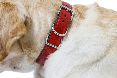 Show full view: W.Kleinberg The Lulu Embossed Crocodile Dog Collar, Red, Small slide 3 of 5