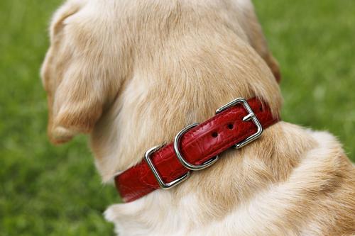 Show full view: W.Kleinberg The Lulu Embossed Crocodile Dog Collar, Red, Small slide 4 of 5