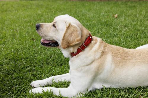 Show full view: W.Kleinberg The Lulu Embossed Crocodile Dog Collar, Red, X-Small slide 2 of 6