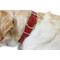 Show in main carousel: W.Kleinberg The Lulu Embossed Crocodile Dog Collar, Red, X-Small slide 4 of 6