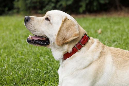 Show full view: W.Kleinberg The Lulu Embossed Crocodile Dog Collar, Red, X-Small slide 6 of 6