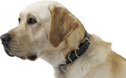 W.Kleinberg The Teddy Alligator Dog Collar, Black, Medium