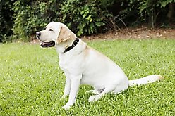W.Kleinberg The Teddy Alligator Dog Collar, Black, X-Large slide 2 of 6