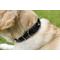 Show in main carousel: W.Kleinberg The Teddy Alligator Dog Collar, Black, X-Large slide 6 of 7