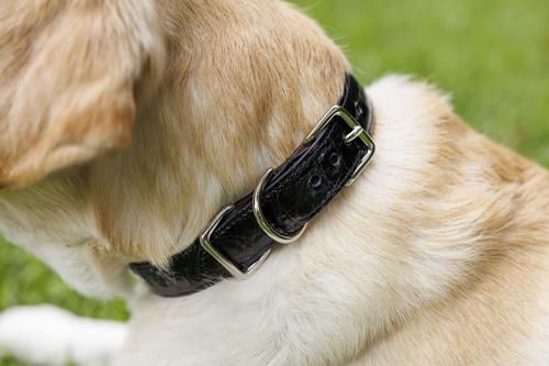 Show full view: W.Kleinberg The Teddy Alligator Dog Collar, Black, X-Large slide 6 of 7