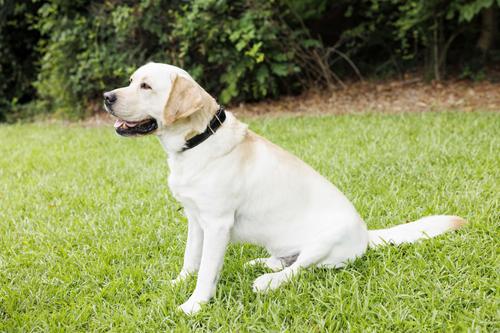 Show full view: W.Kleinberg The Teddy Alligator Dog Collar, Black, X-Small slide 3 of 7