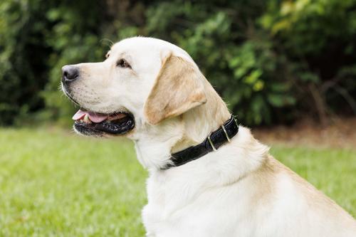 Show full view: W.Kleinberg The Teddy Alligator Dog Collar, Black, X-Small slide 7 of 7