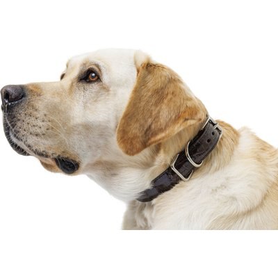 W.Kleinberg W.Kleinberg The Teddy Alligator Dog Collar, Chocolate, Large
