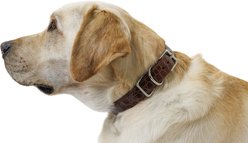 W.Kleinberg The Teddy Alligator Dog Collar, Cognac, X-Large