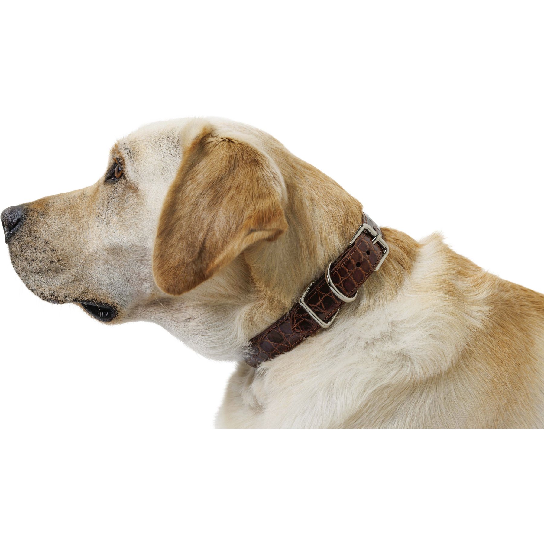 W.Kleinberg The Teddy Alligator Dog Collar, Cognac, X-Large
