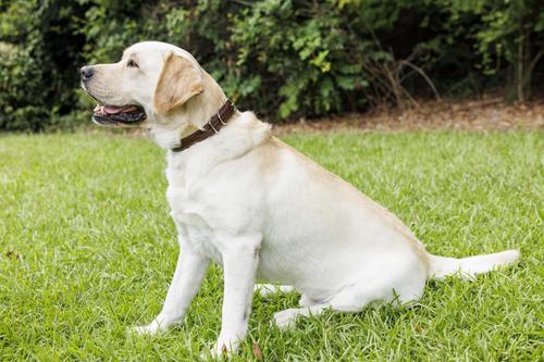Show full view: W.Kleinberg The Teddy Alligator Dog Collar, Cognac, X-Large slide 2 of 6