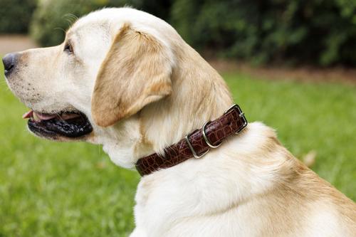 Show full view: W.Kleinberg The Teddy Alligator Dog Collar, Cognac, X-Large slide 6 of 6