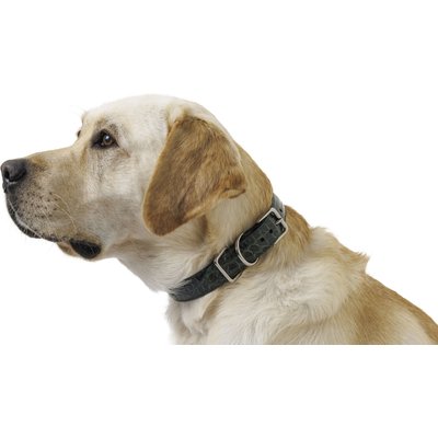 W.Kleinberg W.Kleinberg The Teddy Alligator Dog Collar, Forest Green, Medium