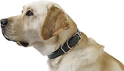 W.Kleinberg The Teddy Alligator Dog Collar, Forest Green, X-Small