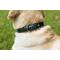 Show in main carousel: W.Kleinberg The Teddy Alligator Dog Collar, Forest Green, X-Small slide 6 of 7