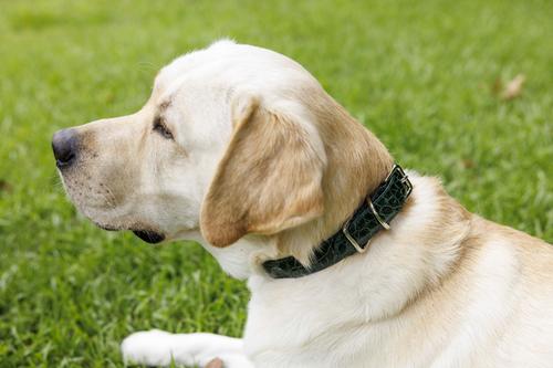 Show full view: W.Kleinberg The Teddy Alligator Dog Collar, Forest Green, X-Small slide 7 of 7