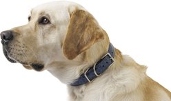 W.Kleinberg The Teddy Alligator Dog Collar, Ocean Blue, Medium slide 1 of 4