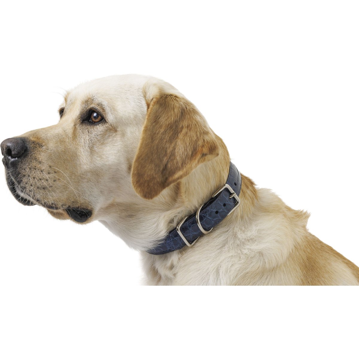 W.Kleinberg The Teddy Alligator Dog Collar, Ocean Blue, X-Small