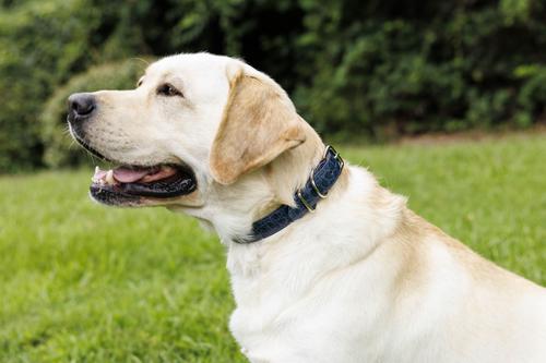 Show full view: W.Kleinberg The Teddy Alligator Dog Collar, Ocean Blue, X-Small slide 3 of 5